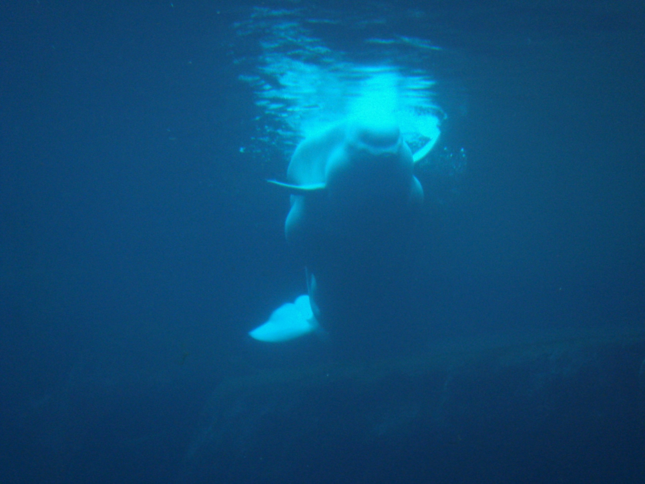 Beluga whale seen from underwater