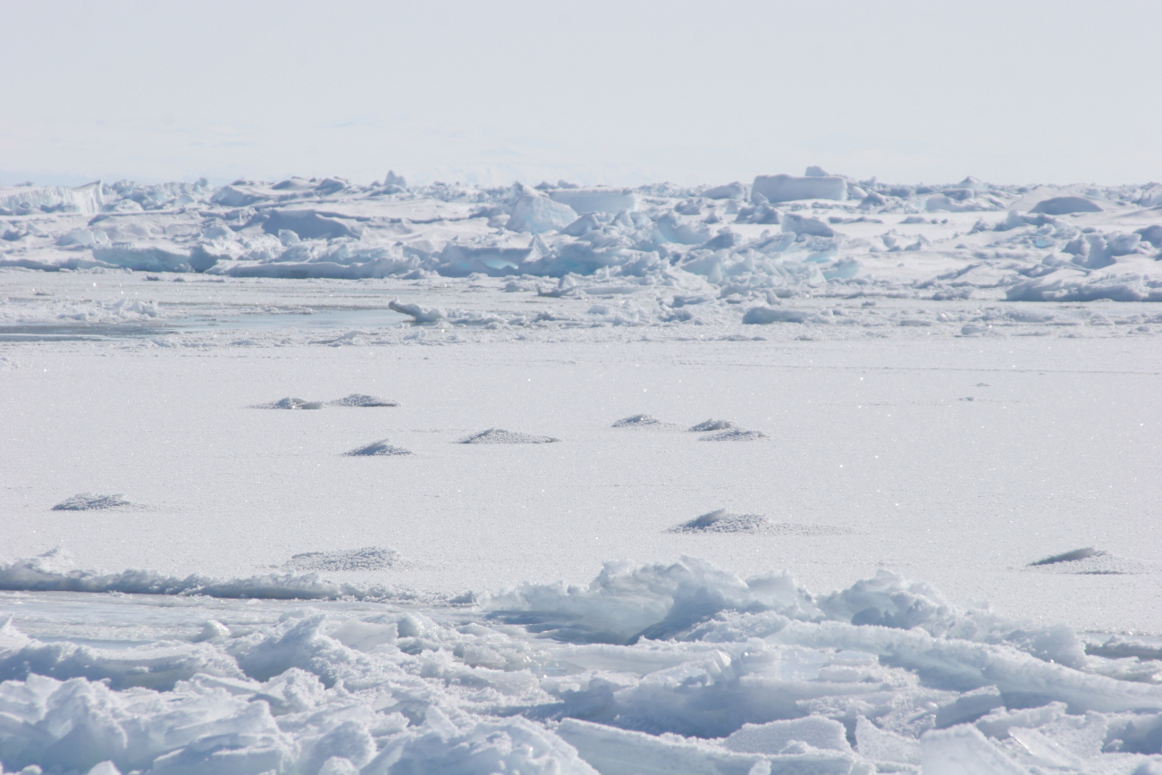 'Hummocks' in the ice where narwhals surfaced in thin ice to breatheand left an imprint