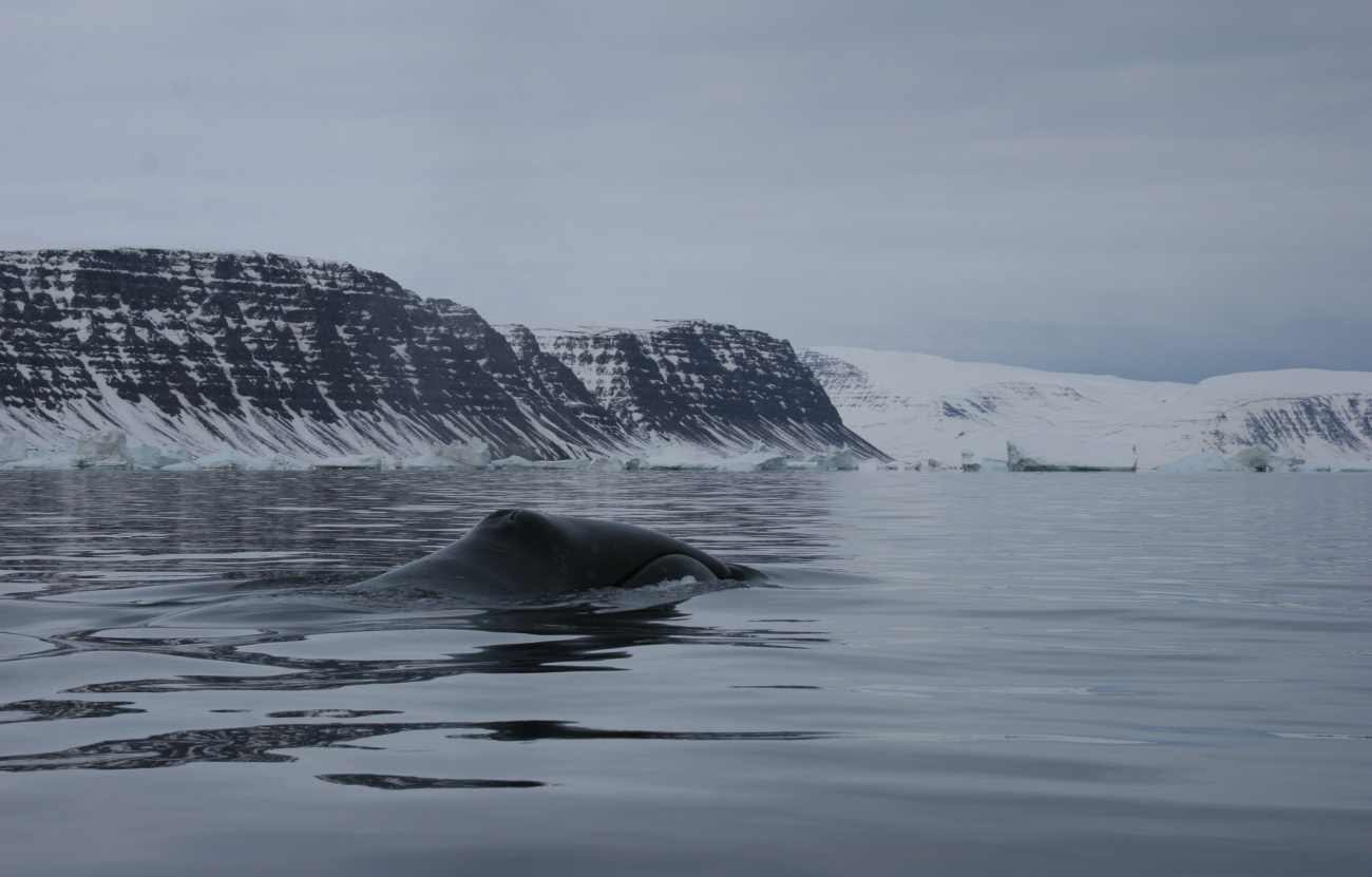 Bowhead whale on the coast of Greenland