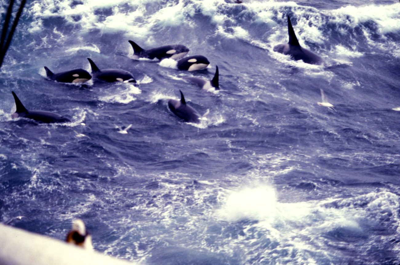 A pod of killer whales (Orcinus orca)  in the North Pacific