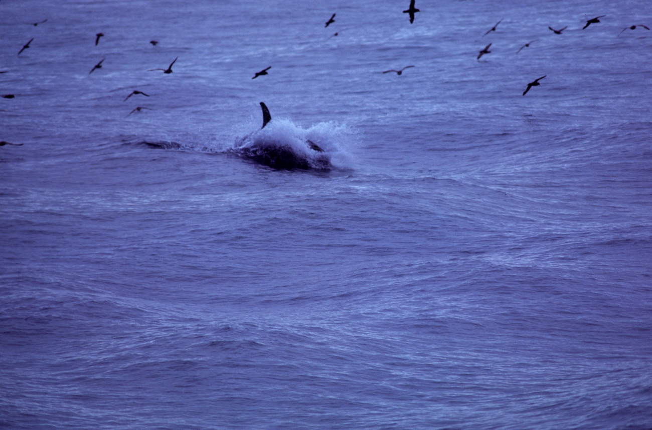 Killer whale (Orcinus orca) sprinting