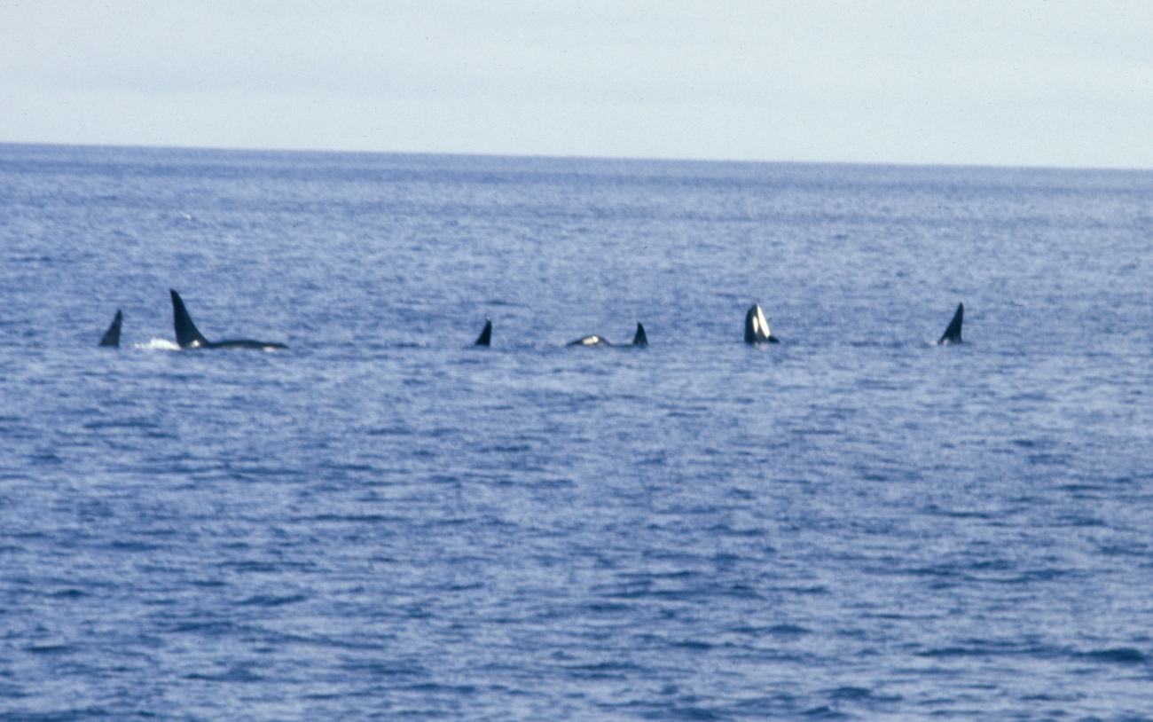A pod of killer whales (Orcinus orca)  in the North Pacific