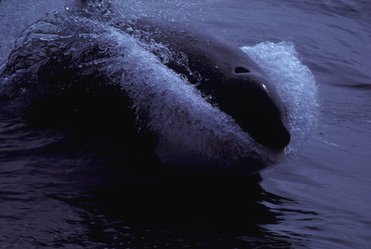 Almost a head-on view of a killer whale (Orcinus orca) sprinting