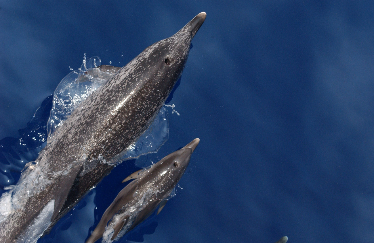 Atlantic spotted dolphin and calf