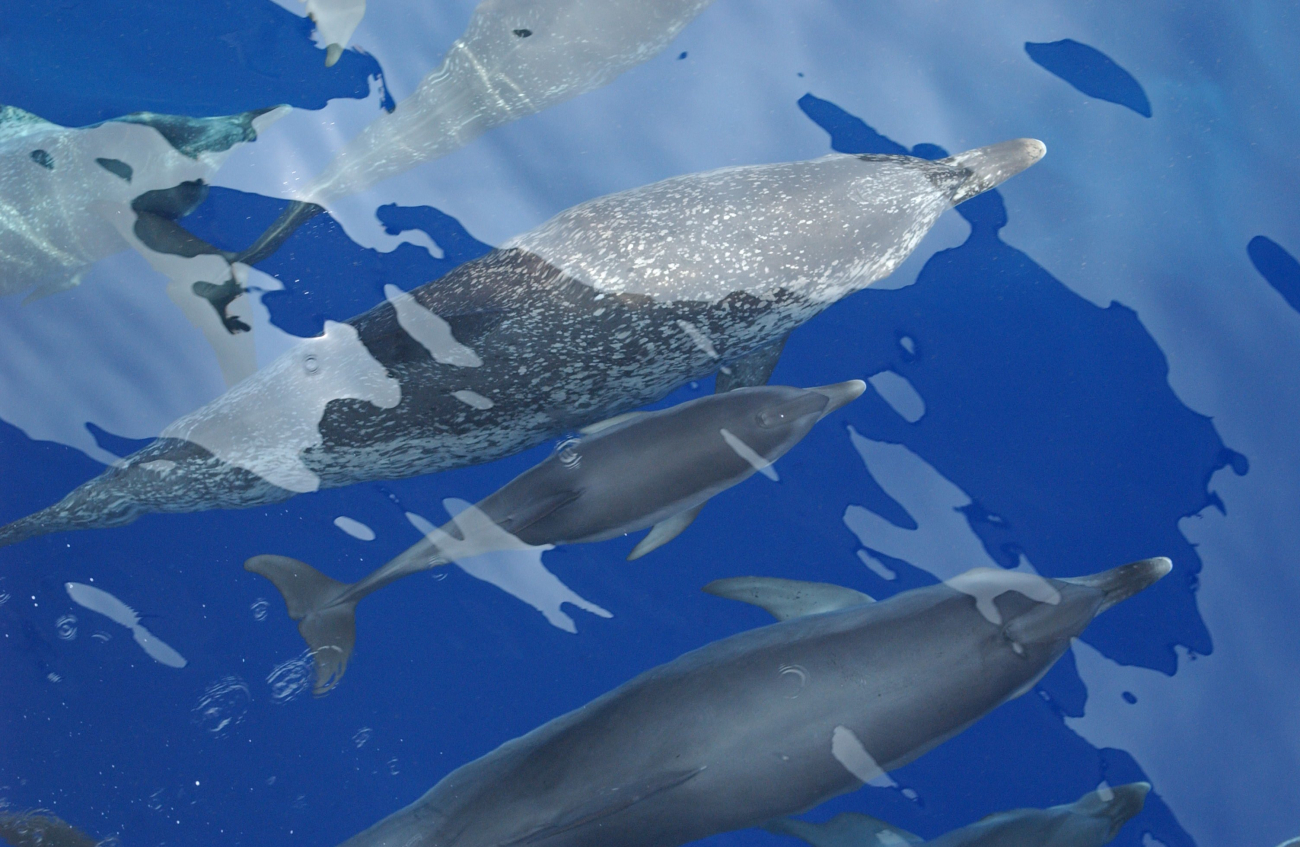 Atlantic spotted dolphins and calf