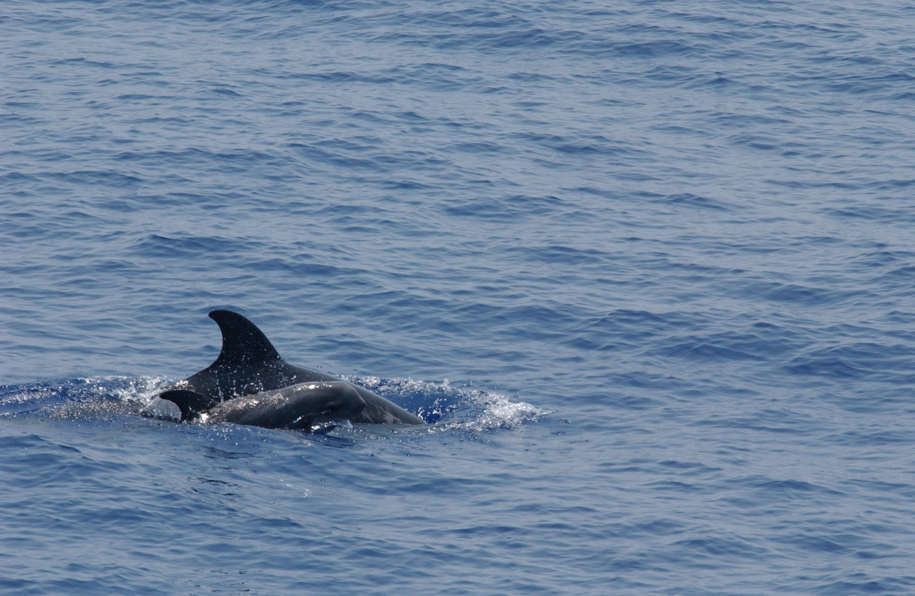 Pilot whale and calf