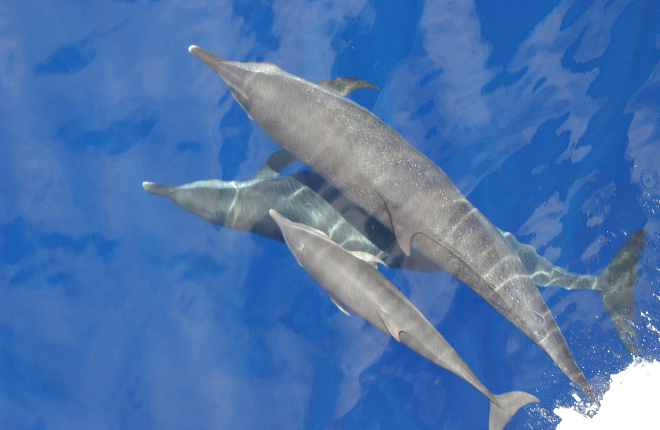 Pantropical spotted dolphin and calf