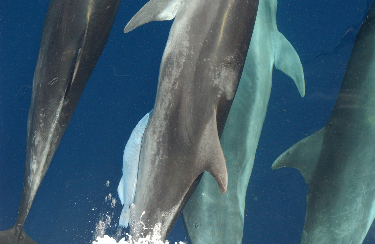 Note white remora attached to left side of center dolphin