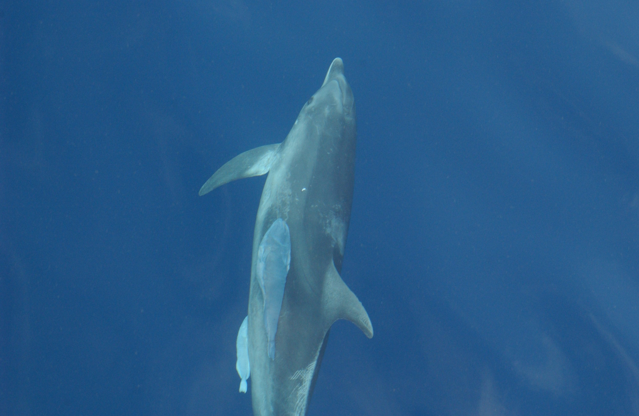 Two remoras attached to left side of dolphin