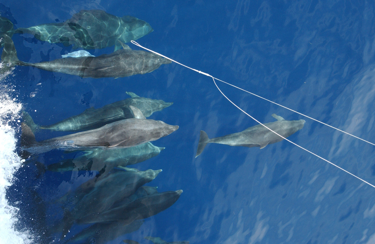 White remora attached to upper left dolphin