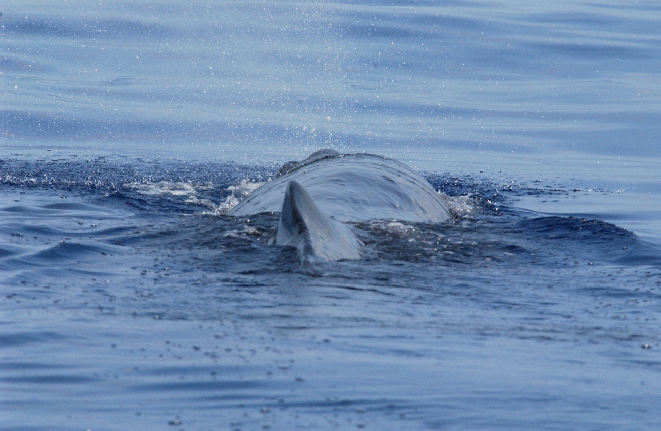 The squat dorsal fin of the sperm whale pushed to one side by injury