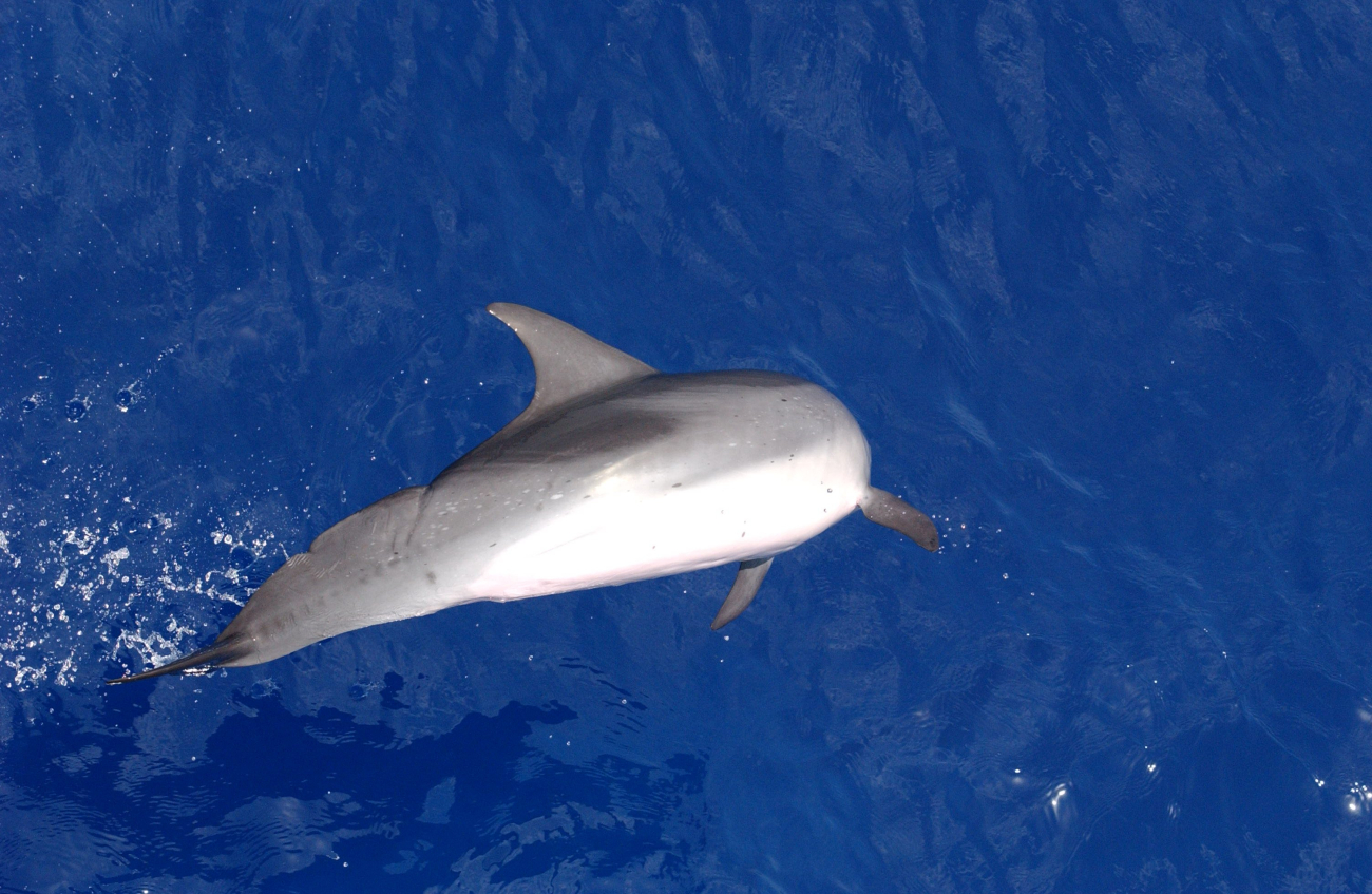 Substantial scar in lower body of dolphin