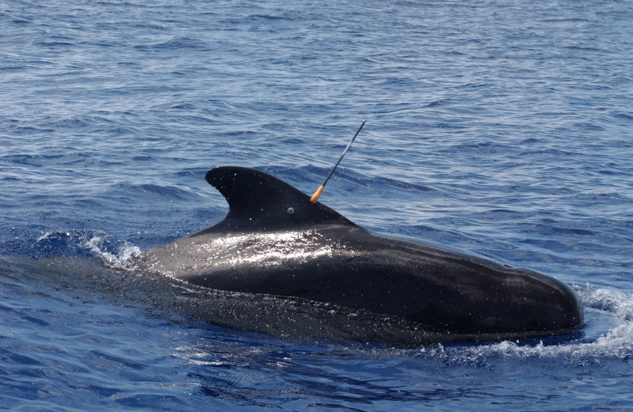 Biopsy tissue-sampling dart on back of pilot whale
