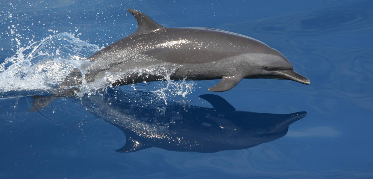 The Northeastern Offshore Spotted Dolphin (Stenella frontalis) has a falcate,or sickle-shaped dorsal fin and light spotting on the belly