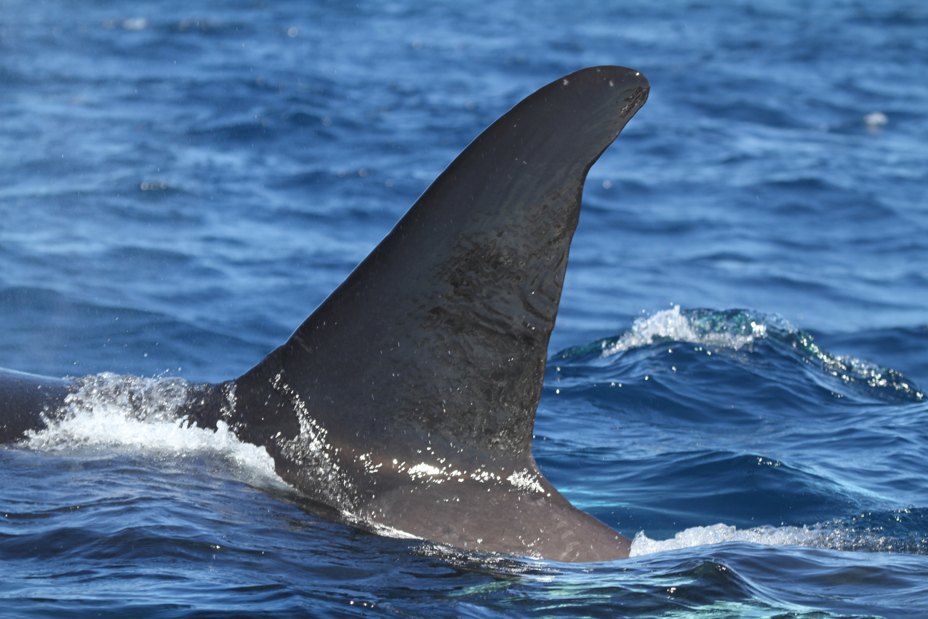 Killer whale dorsal fin