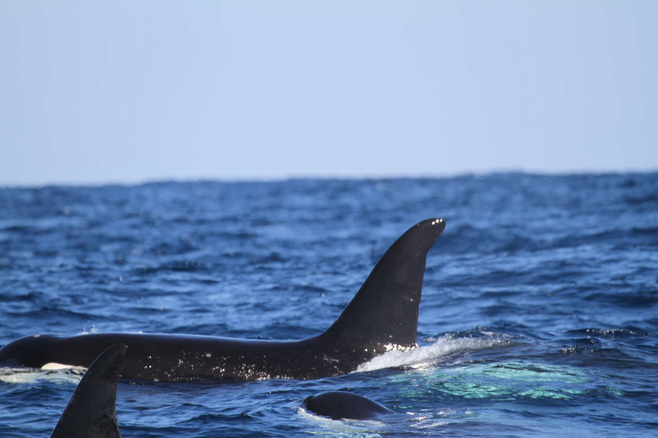 Killer whale and calf