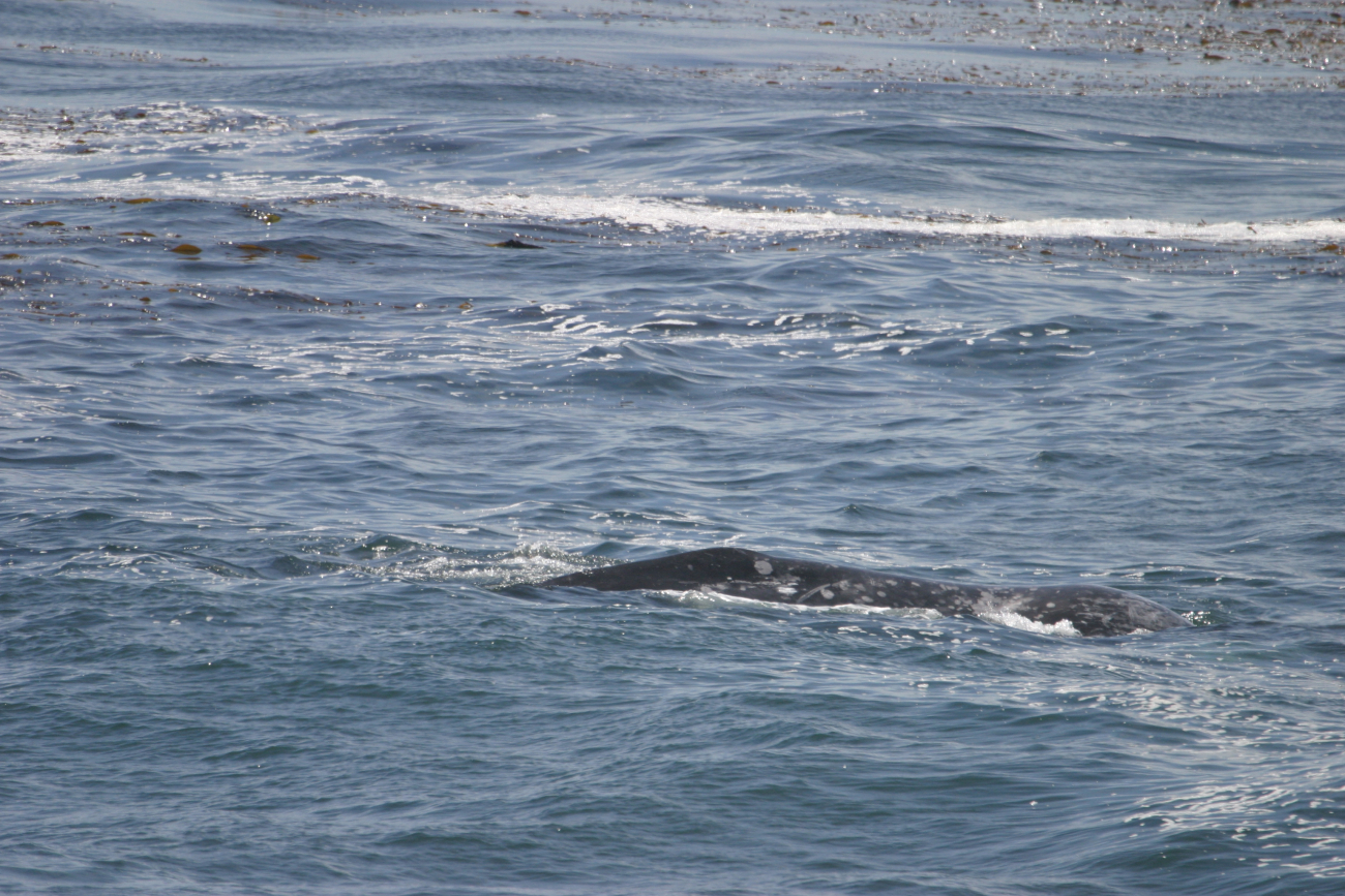 Gray whale at the surface in kelp forest