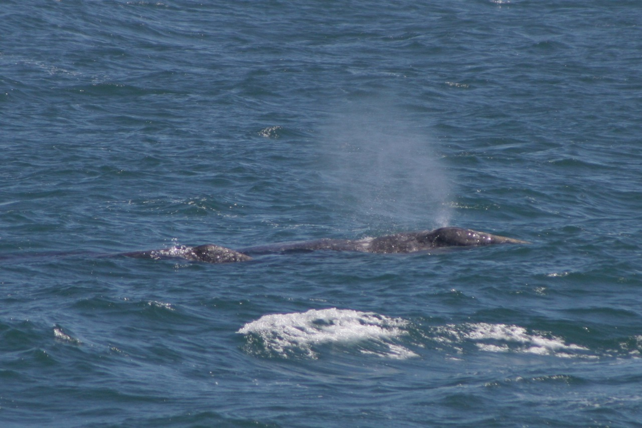 Gray whale mother, called a cow, and baby, called a calf