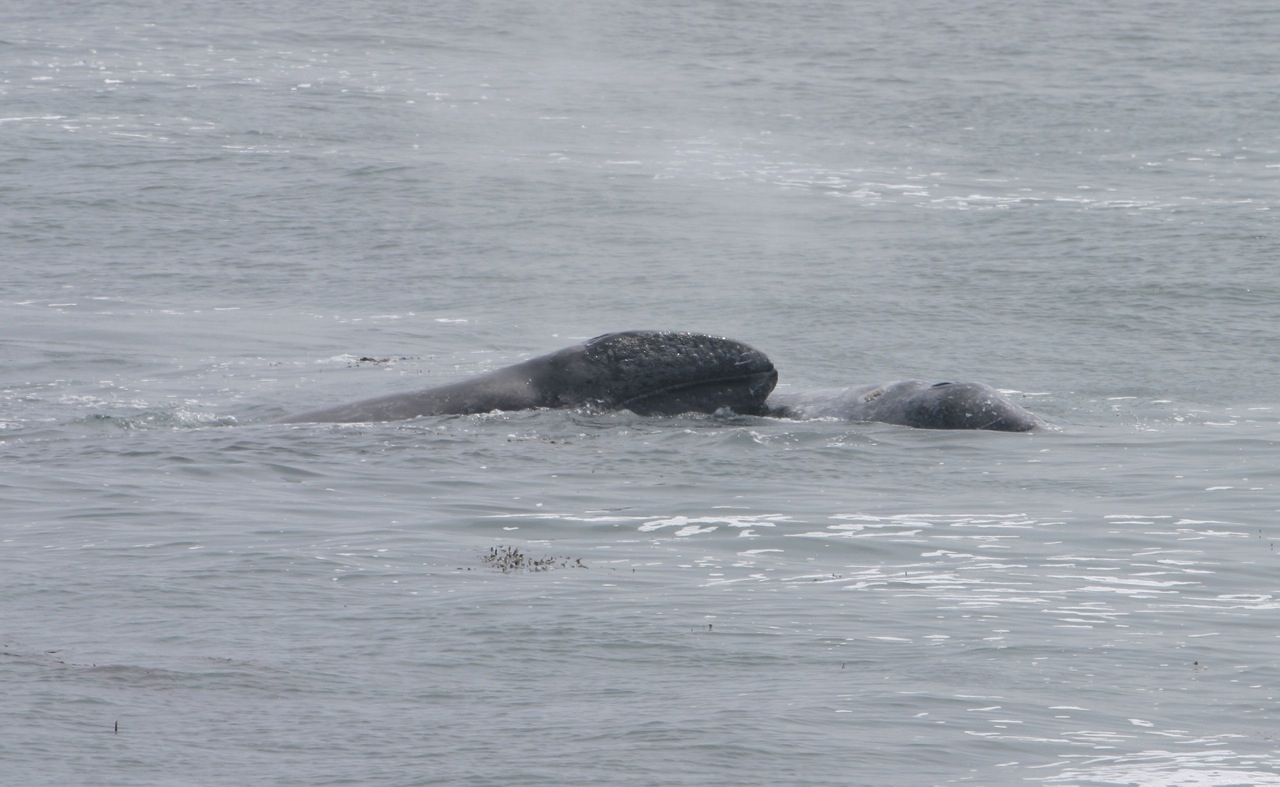 Two gray whales at the surface