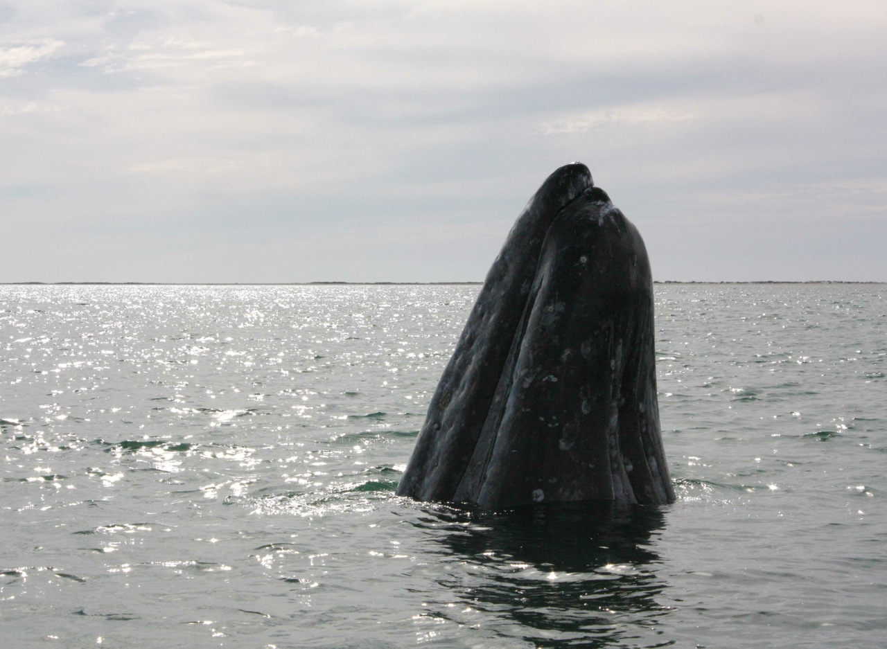 A gray whale sticking its head out of the water to look around, a behavior known as spyhopping
