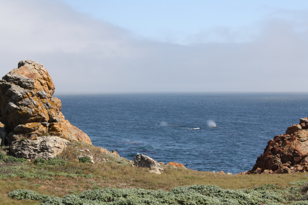A view of two gray whale blows