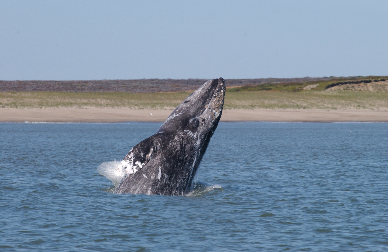 A young western Pacific gray whale breaching off the coast of Sakhalin Island
