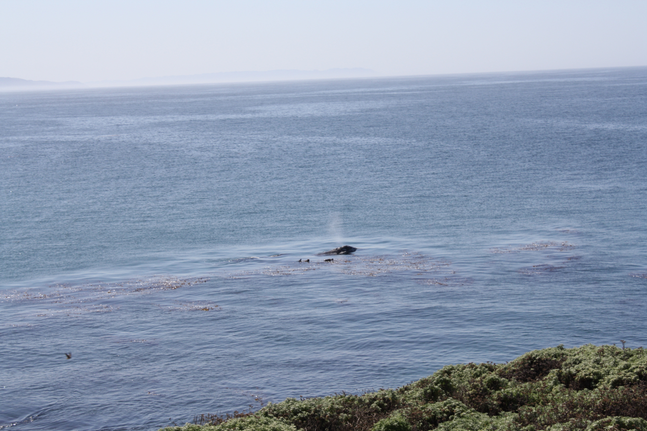 A gray whale cow and calf surfacing in a kelp paddy, next to two sea otters