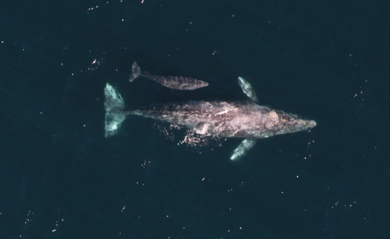 Aerial view of gray whale cow and calf