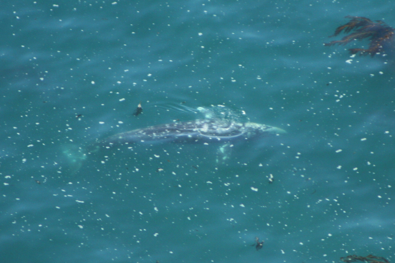 Gray whale in shallow water near Point Piedras Blancas