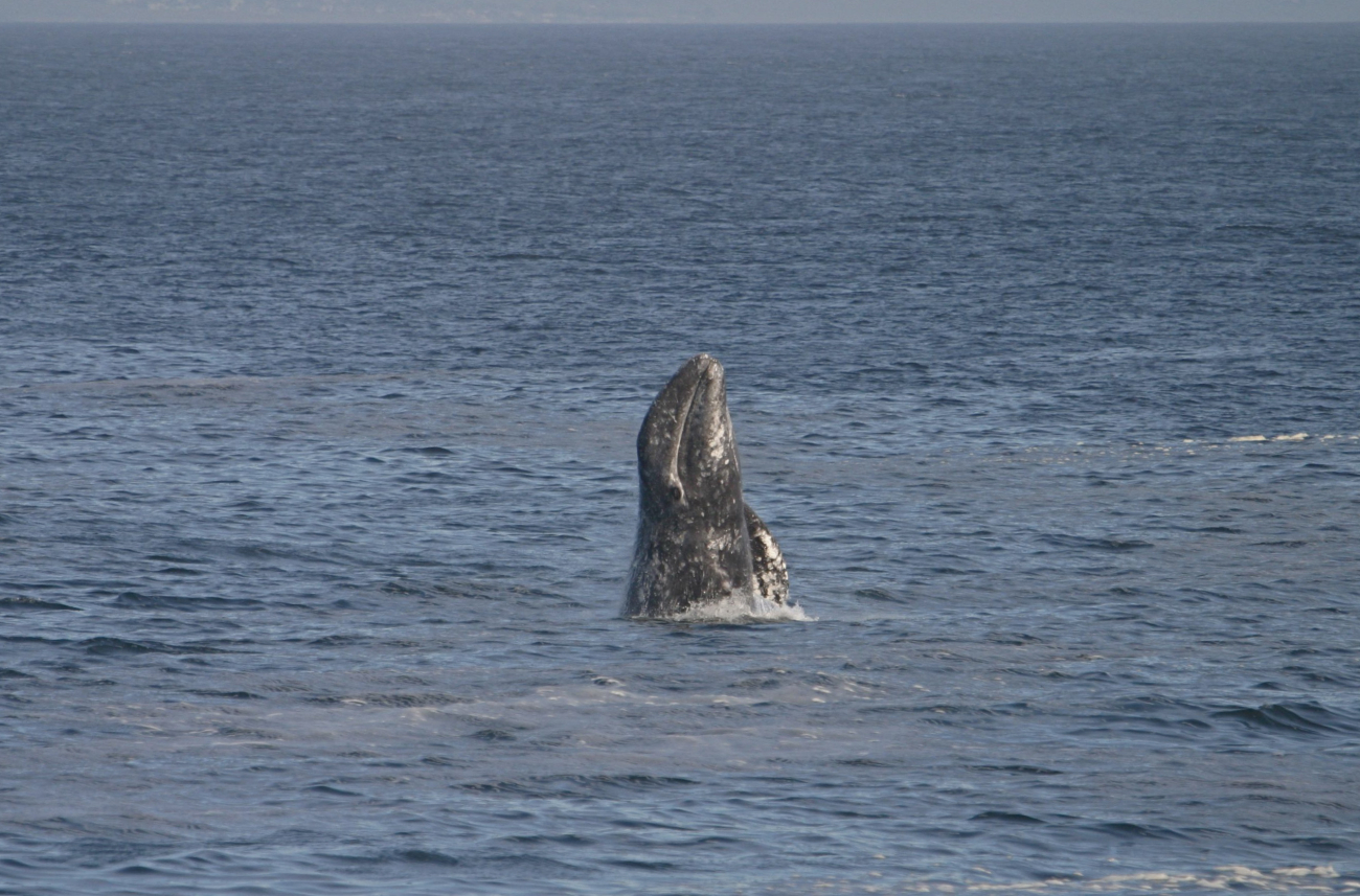 A breaching gray whale off Point Piedras Blancas