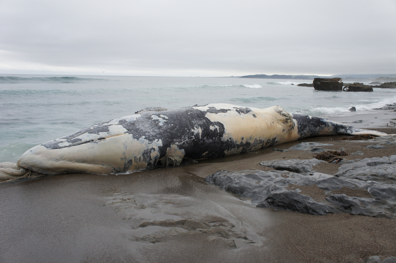 A dead stranded whale at Point Piedras Blancas
