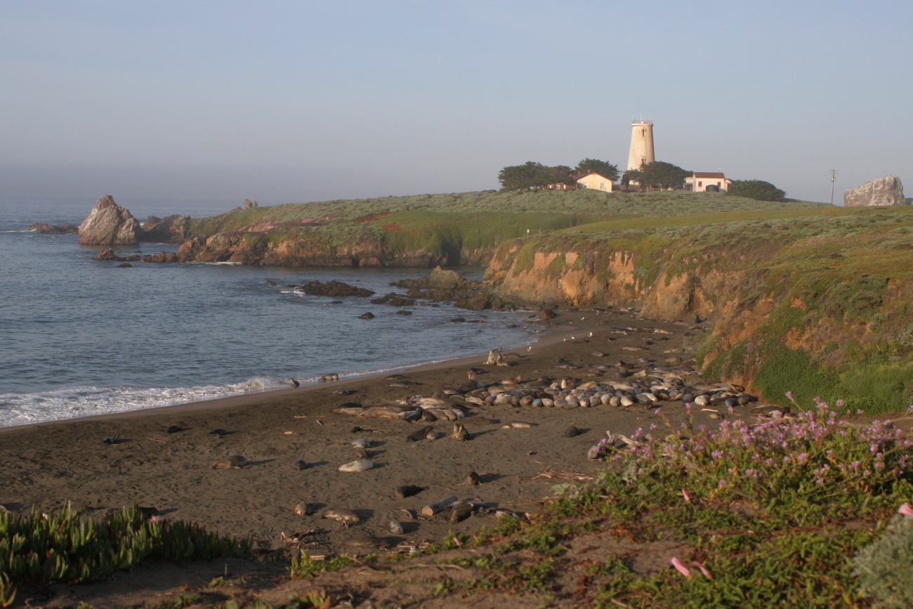 A view of a small elephant seal rookery with the Piedras Blancas lighthousevisible in the background