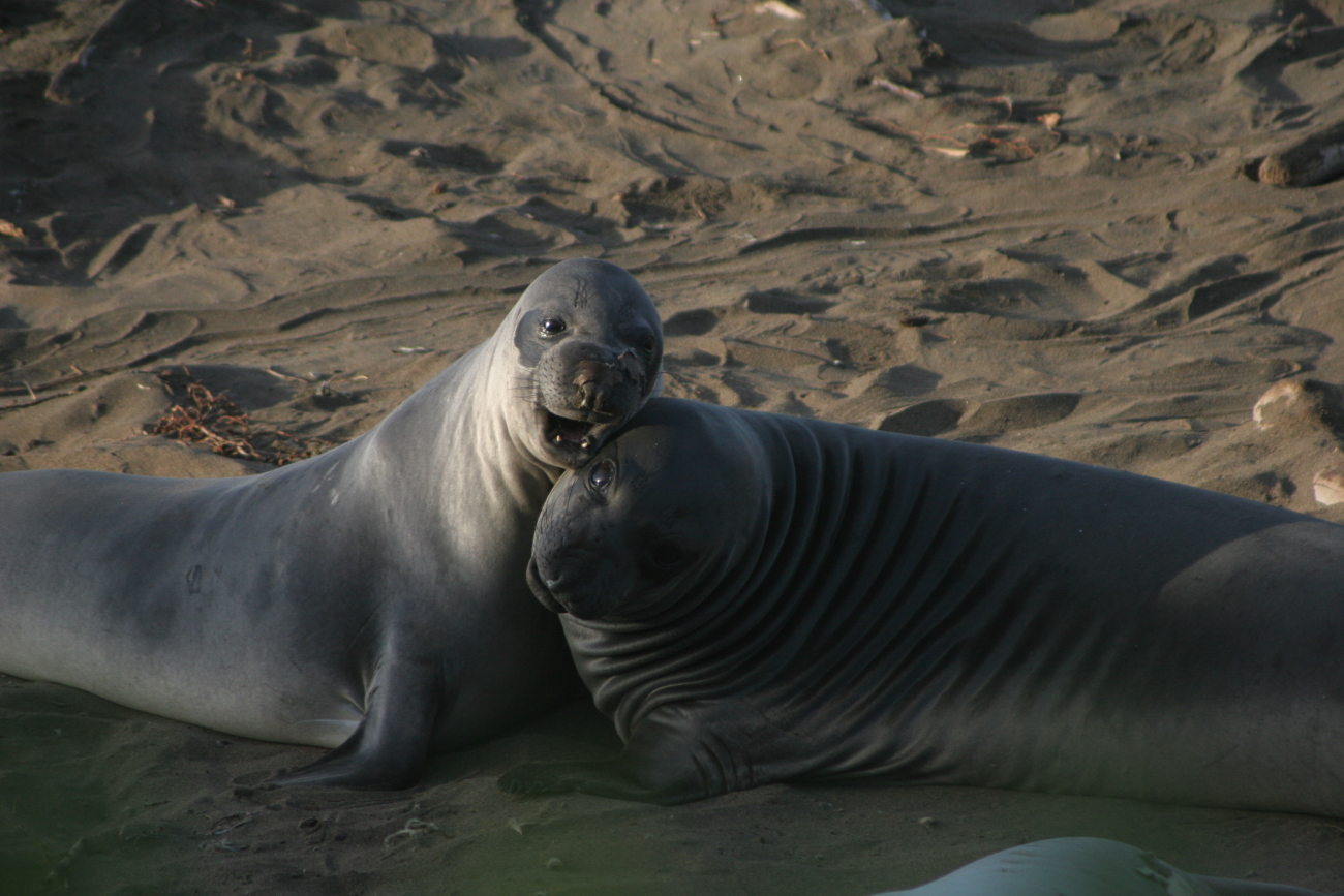 Two weaned elephant seal pups playing at the Piedras Blancas rookery
