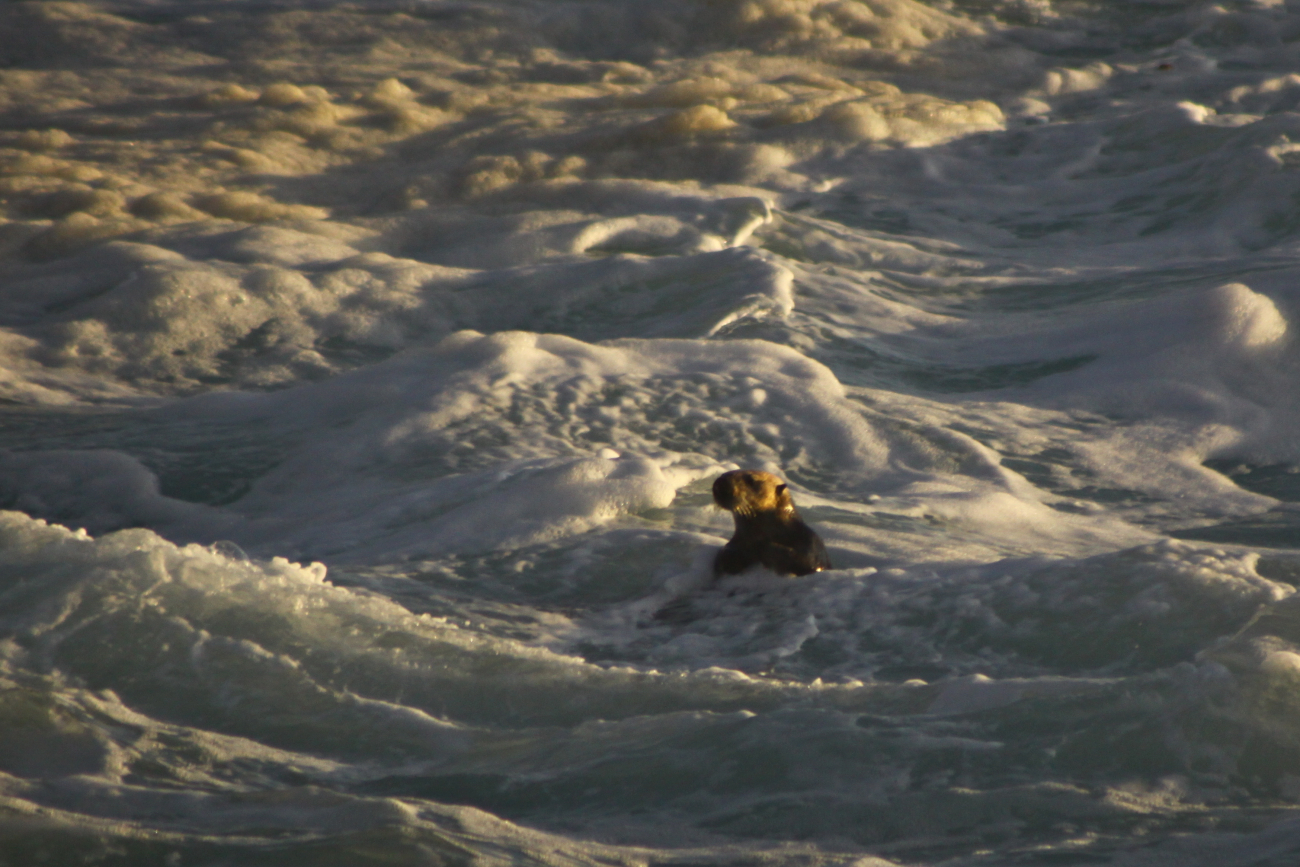 Sea otter in the foam