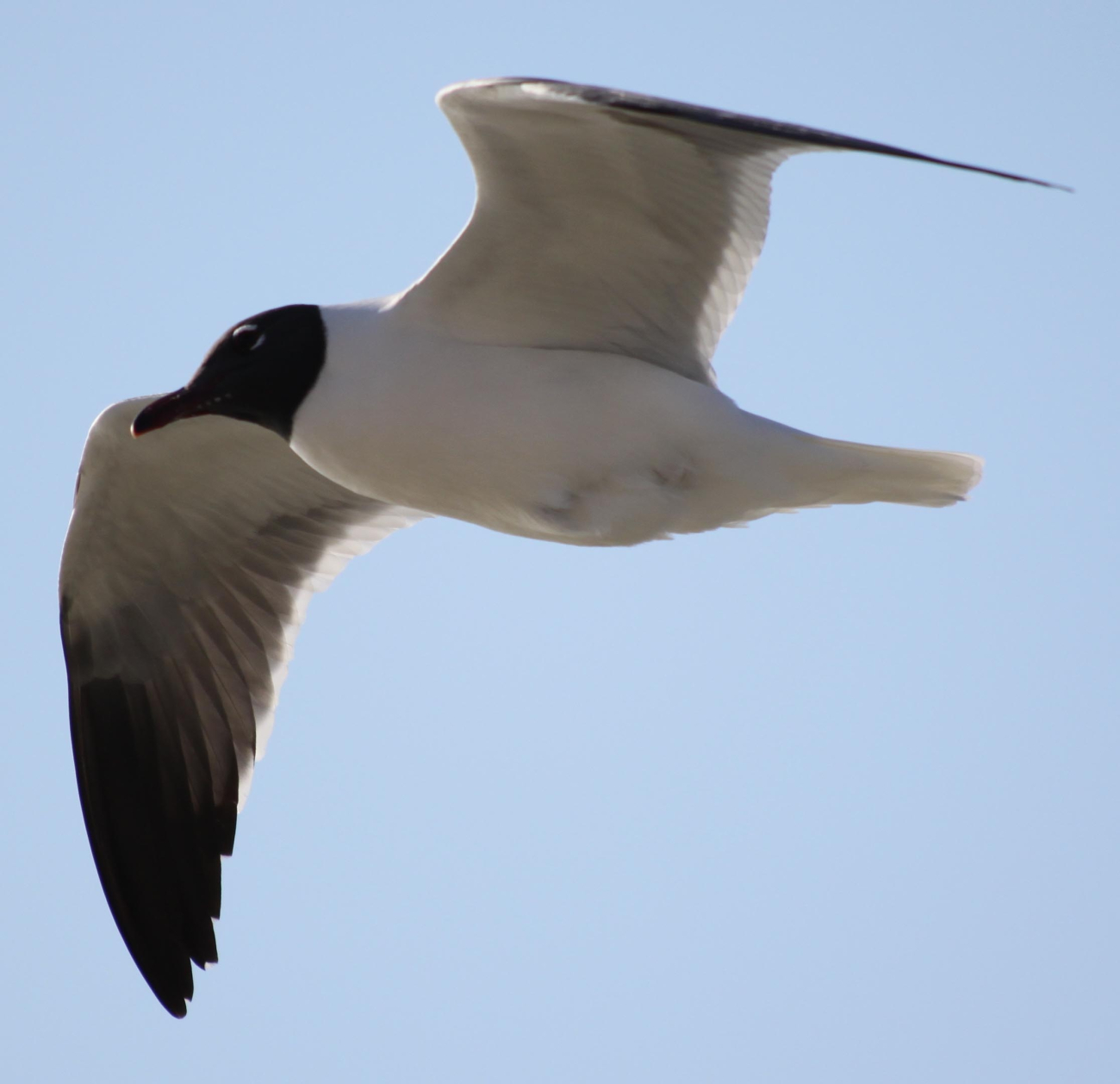 Laughing gull in flight
