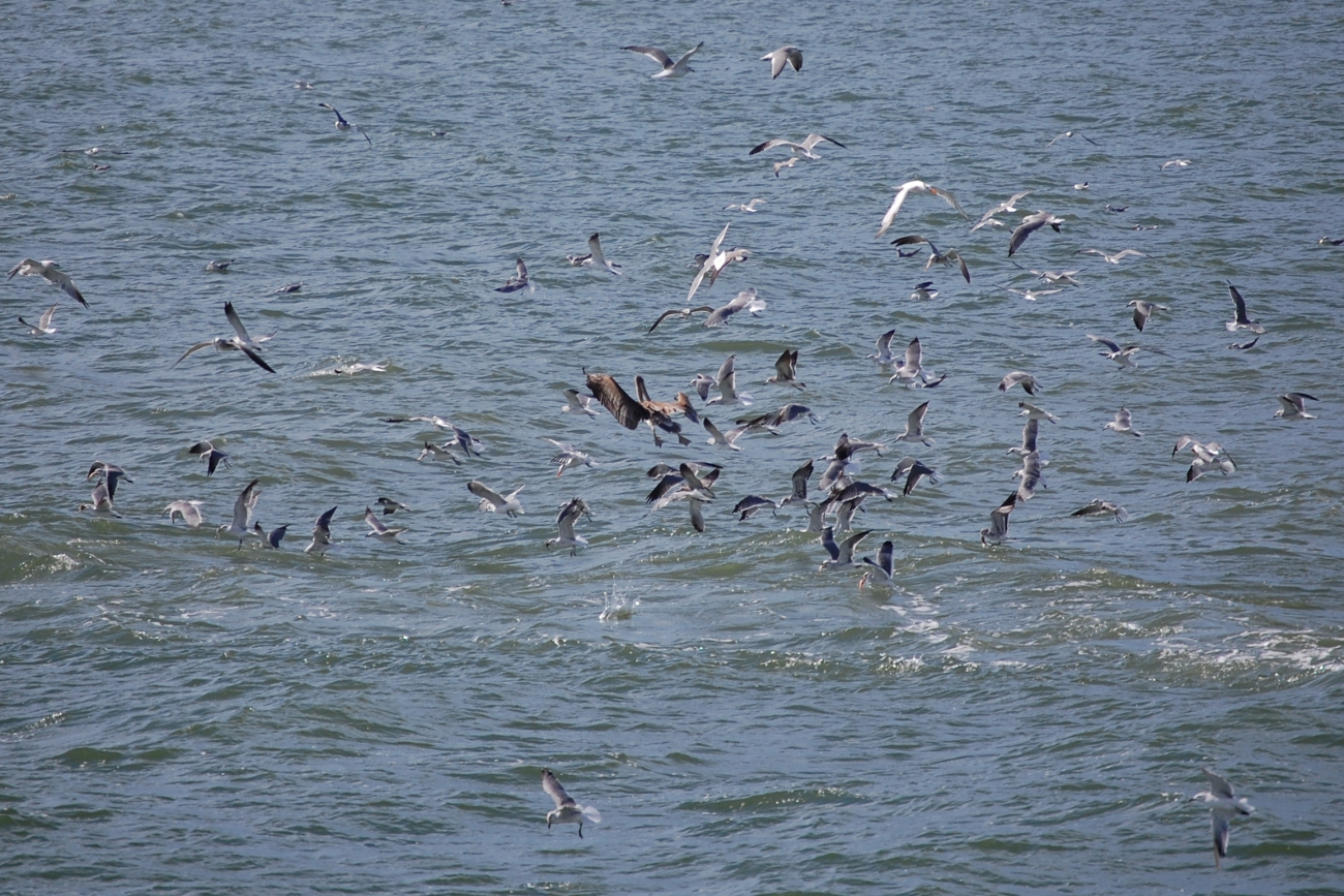 Seagulls feeding from bycatch thrown overboard from shrimp trawler