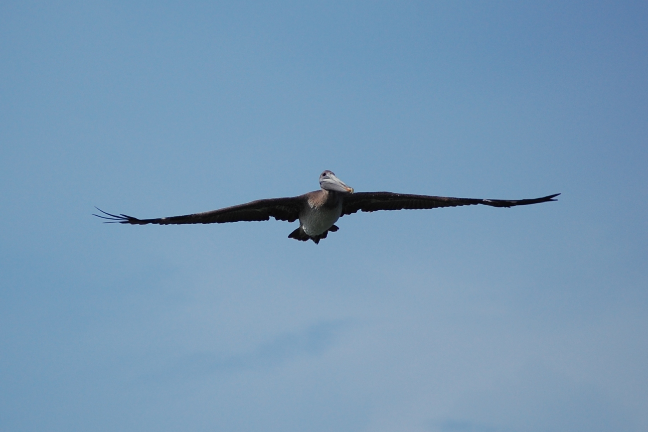 Pelican in flight seen head on