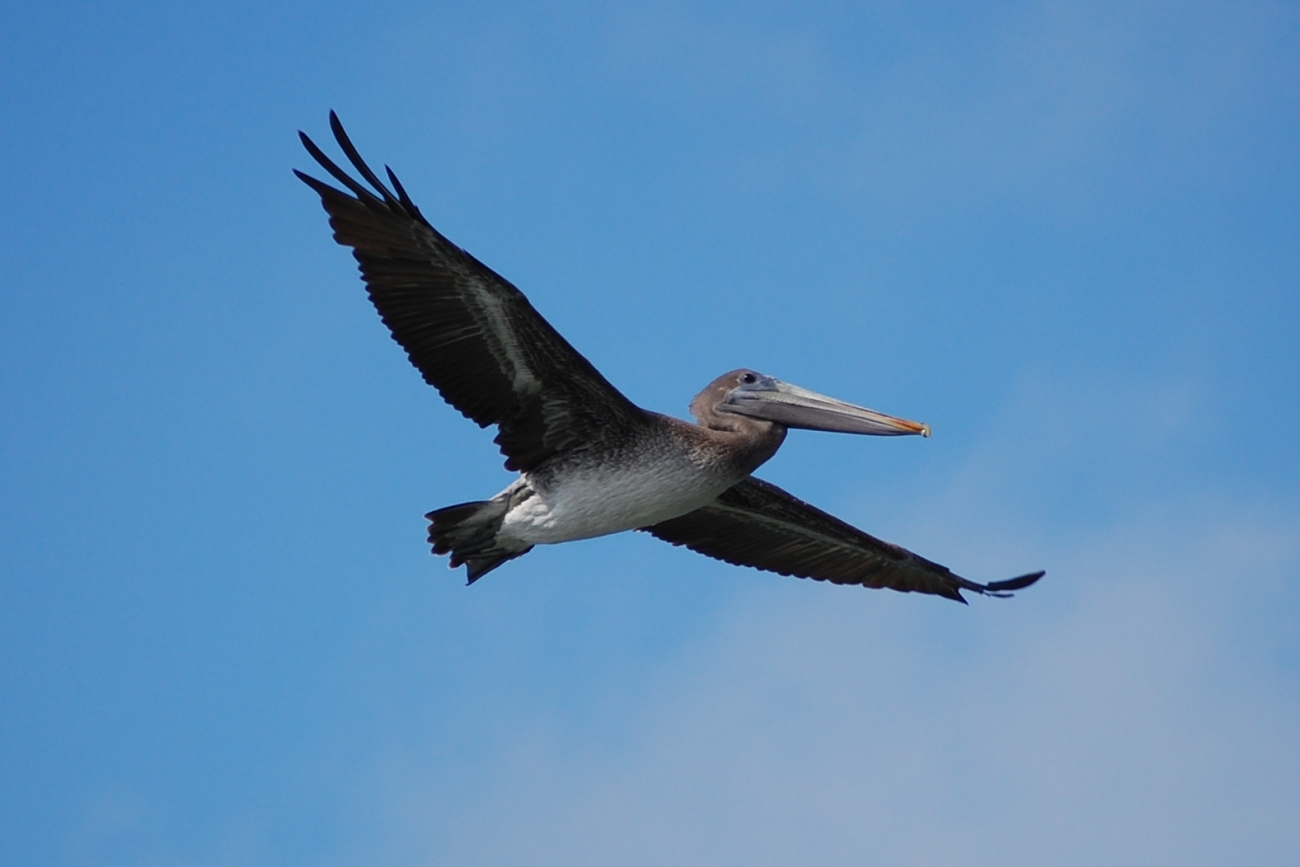 Pelican in flight seen from front right