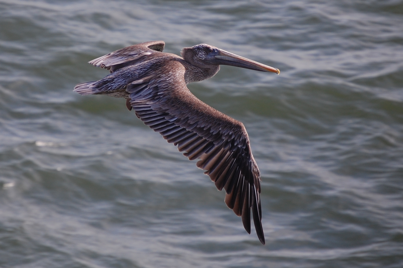 Pelican in flight seen from right side