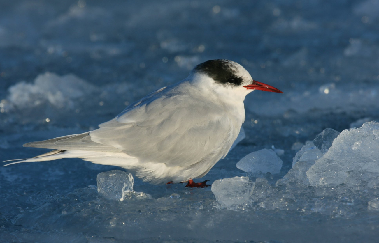 Juvenile Arctic tern (Sterna paradisaea)