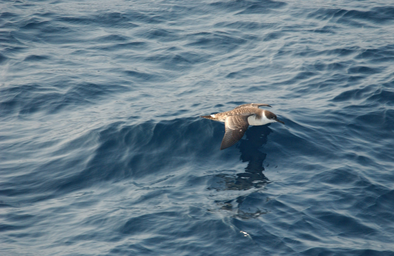 Greater shearwater (Puffinus gravis) gliding near to water