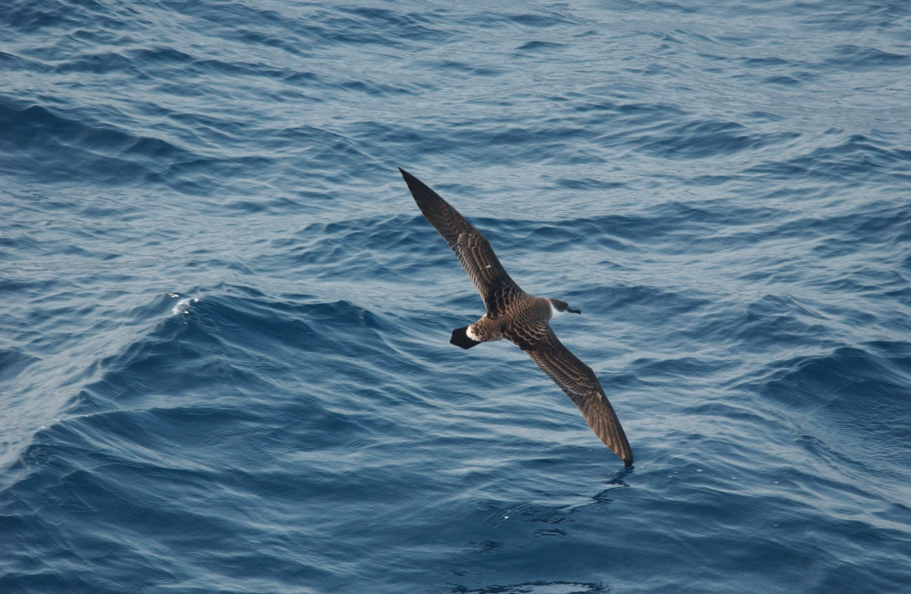 Greater shearwater (Puffinus gravis) in flight