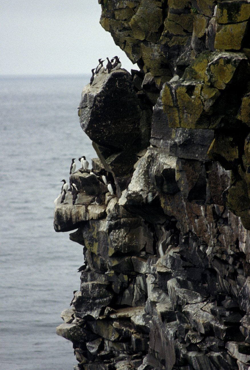 Common murres on a cliff