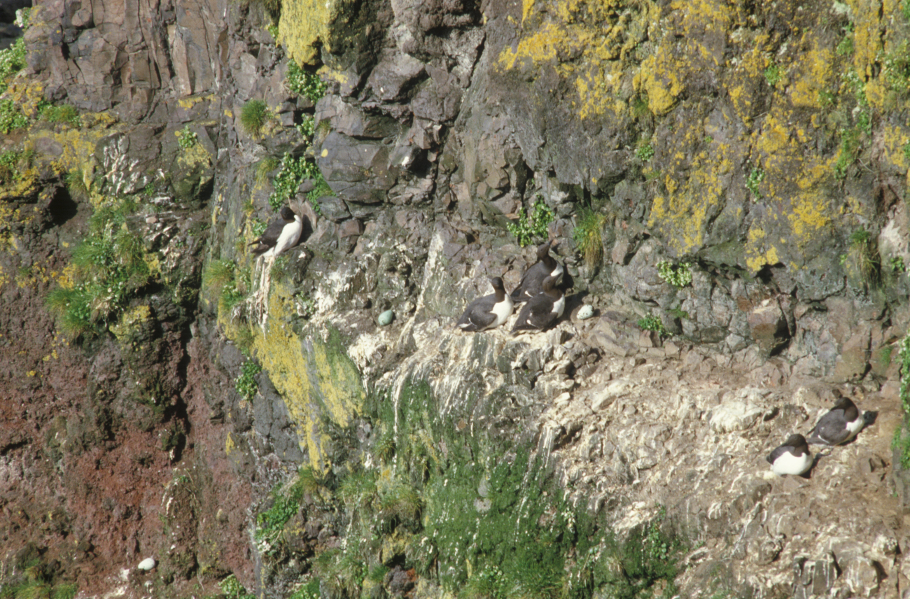 Common murres nesting on a cliff