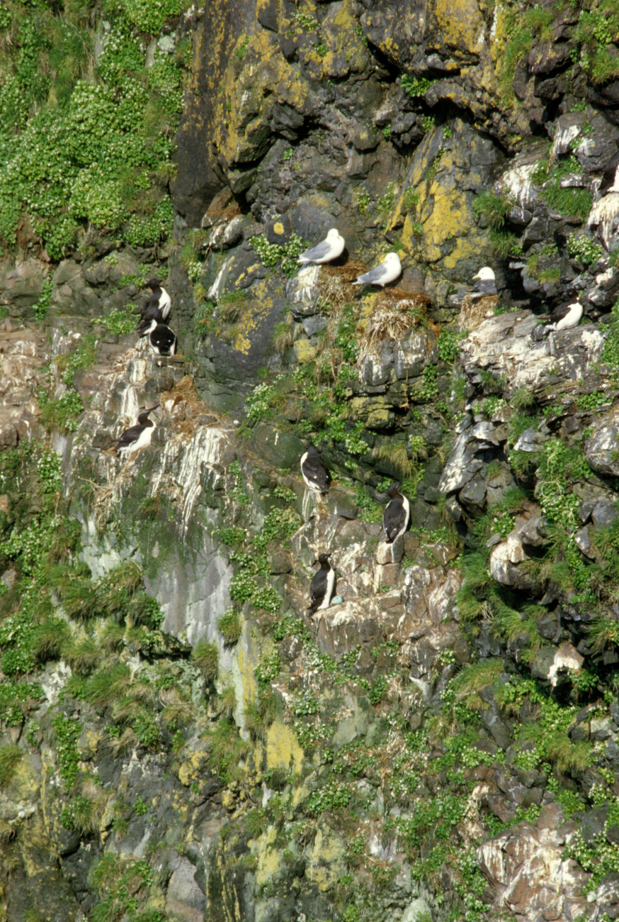 Common murre and seagulls nesting on cliff