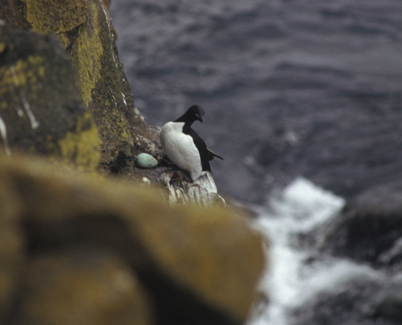 Common murre nesting on a cliff