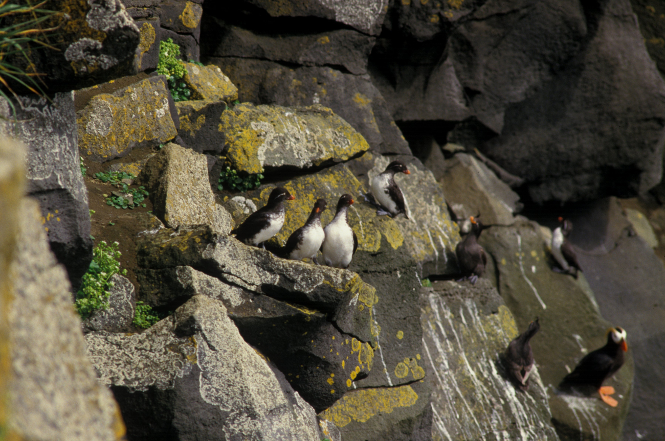 Five parakeet auklets, two crested auklets, and a tufted puffin
