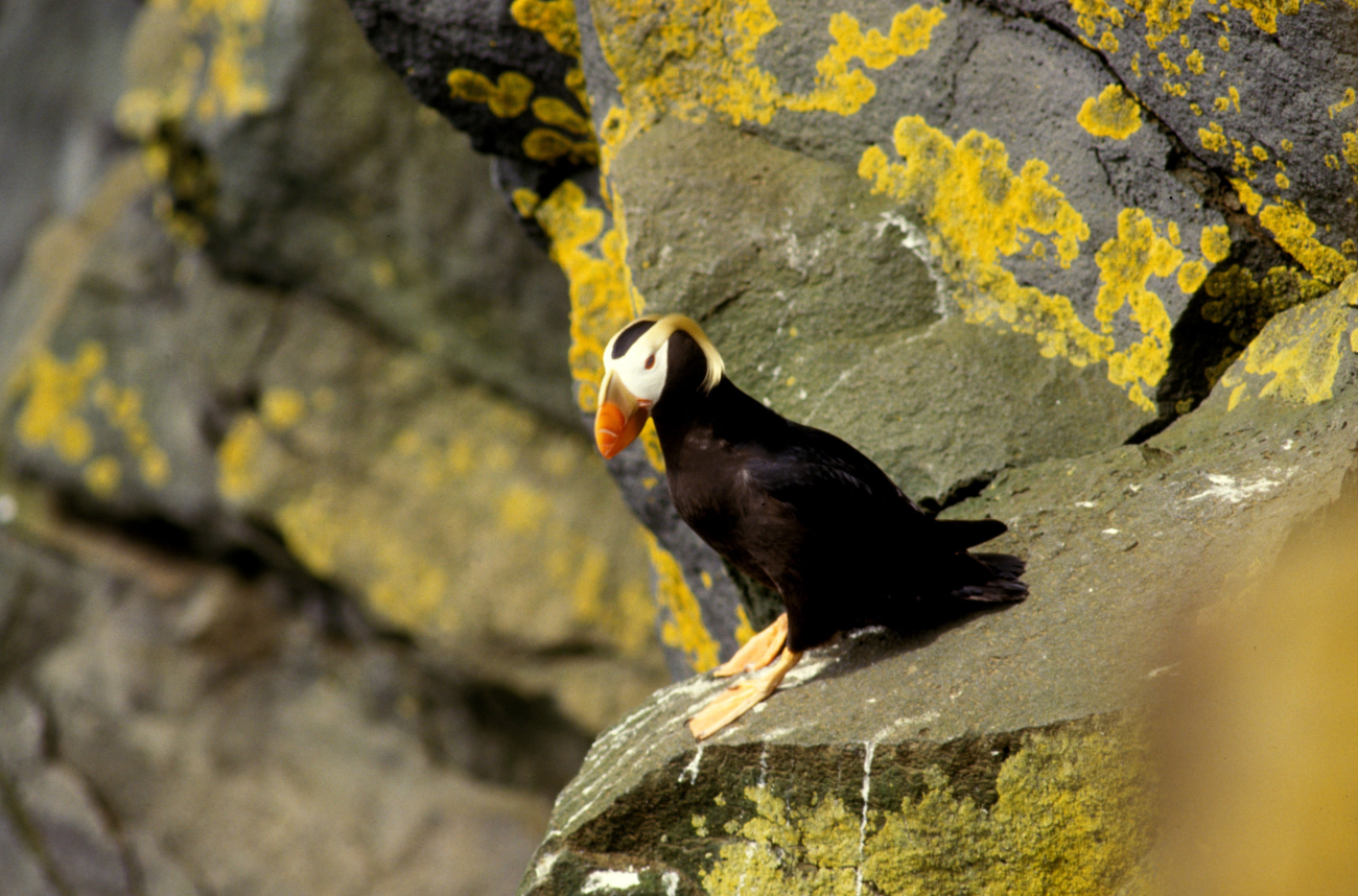 A tufted puffin