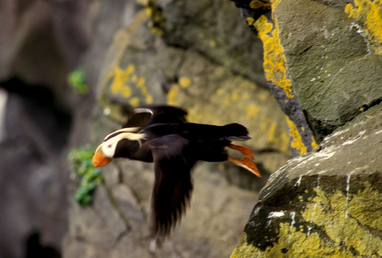 A tufted puffin in flight