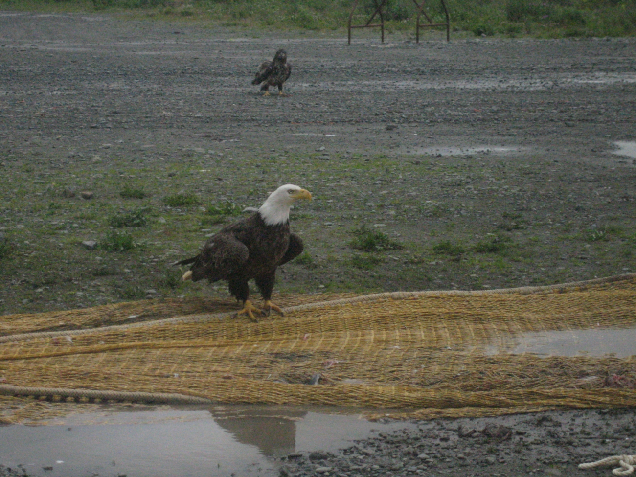 Noble eagles picking for garbage on fishnets